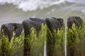 Green algae on wooden breakwater in foaming water of Baltic Sea, Miedzyzdroje, Wolin Island, Poland Royalty Free Stock Photo