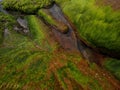 green algae (Ulva intestinalis) on the rock