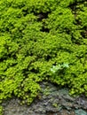 Green algaes on the floor Royalty Free Stock Photo