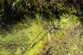 Green algal bloom in tide stream, algae slime in stagnan twater in spring sun Royalty Free Stock Photo