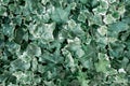 Green Algerian ivy Hedera Background Royalty Free Stock Photo