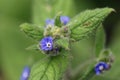 Green alkanet blue flowers in close up