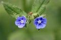 Green alkanet blue flowers in close up