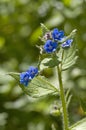 Green Alkanet Royalty Free Stock Photo