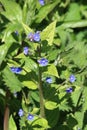 Green Alkanet, pentaglottis sempervirens Royalty Free Stock Photo