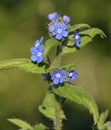 Green Alkanet Royalty Free Stock Photo