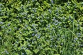 Green alkanet, pentaglottis sempervirens, flowers Royalty Free Stock Photo