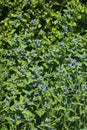 Green alkanet, pentaglottis sempervirens, flowers