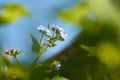 Green alkanet Pentaglottis sempervirens growing in the garden