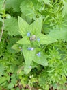 Green Alkanet - Pentaglottis sempervirens, Norfolk, England, UK