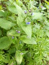 Green Alkanet - Pentaglottis sempervirens, Norfolk, England, UK