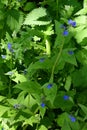 Green Alkanet - Pentaglottis sempervirens, Norfolk, England, UK