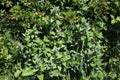 Green Alkanet, pentaglottis sempervirens plant