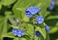 Green Alkanet Royalty Free Stock Photo