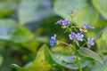 Green alkanet plant Royalty Free Stock Photo