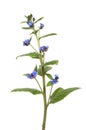 Green Alkanet