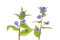 Green alkanet