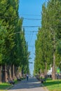 Green alley at boulevard of Taras Shevchenko in Kyiv, Ukraine