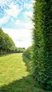 Green alley from trees next to a green tunnel in the park under a blue sky with clouds