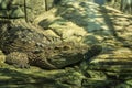 Alligator basking on warm stones in the sun Royalty Free Stock Photo