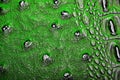 Green alligator skin texture for background