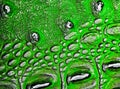 Green alligator skin texture