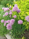 Onion decorative pink open flowers with green leaves on thin stems