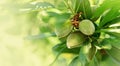 Green almond branches and fruits or nuts outside in garden natural blurred background. Leaves and young fruits of almond tree. Royalty Free Stock Photo