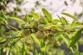 Green almond fruits growing on almond tree in Mallorca, Spain