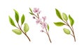Green Almond Plant Branch with Fruit and Pink Blossom Vector Set Royalty Free Stock Photo