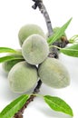 Green almonds Royalty Free Stock Photo