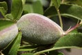 Green almonds tree Royalty Free Stock Photo