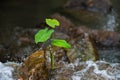 Green Alocasia,green lotus, in the waterfall Royalty Free Stock Photo