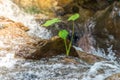 Green Alocasia, green lotus, in the waterfall Royalty Free Stock Photo