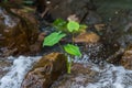 Green Alocasia,green lotus, in the waterfall Royalty Free Stock Photo