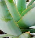 Green Aloe leaves Royalty Free Stock Photo