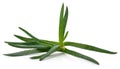 Green aloe leaves Royalty Free Stock Photo