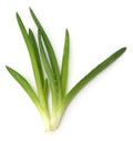 Green aloe leaves Royalty Free Stock Photo