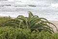 Green Aloe Plant and Dune Vegetation on Beach Royalty Free Stock Photo