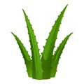 Green aloe vera icon, cartoon style Royalty Free Stock Photo