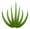 Green aloe vera on white background