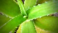Green aloe vera photo plant