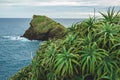Green aloe vera plants by the sea on the island of Sao Miguel, Azores, Portugal Royalty Free Stock Photo