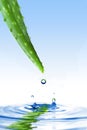 Green Aloe Vera With Water Drop