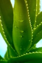 Green Aloe Vera With Water Drops
