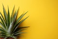 Green aloe on a yellow background with copy space.