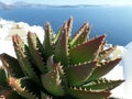 Green Aloevera Againt Blue Aegean Sea at Santorini Island, Greece