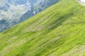 Green alp in Tatra Mountains, Poland