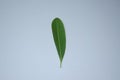 GREEN ALSTONIA SCHOLARIS OR BLACKBOARD TREE'S LEAF Royalty Free Stock Photo