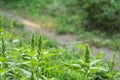 Plants of flowering amaranth